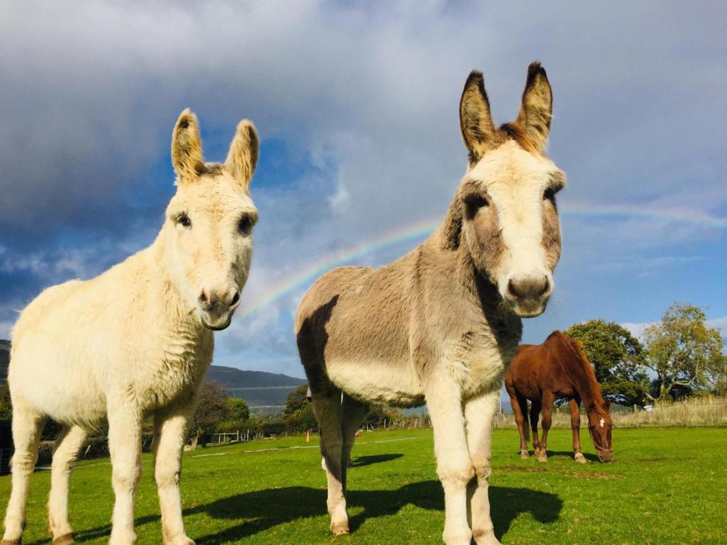 Animal Sanctuary Holiday Pen Bryn Twrw - Charity